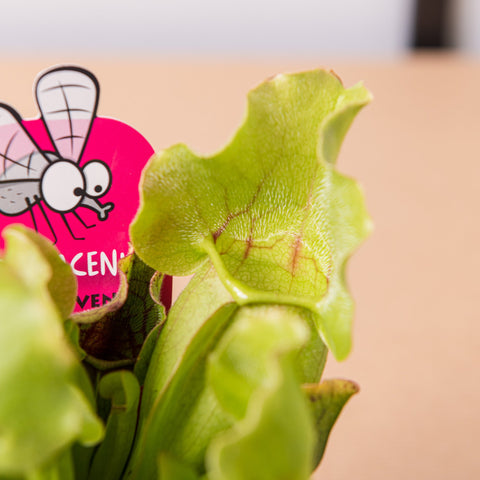 Simegarden Sarracenia purpurea