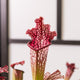 Simegarden Sarracenia stevensii