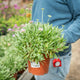 Simegarden Scabiosa cretica 17 cm / Lilla Lavanda