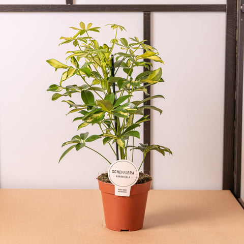 Simegarden Schefflera arboricola gerda