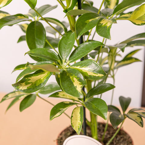 Simegarden Schefflera arboricola gerda