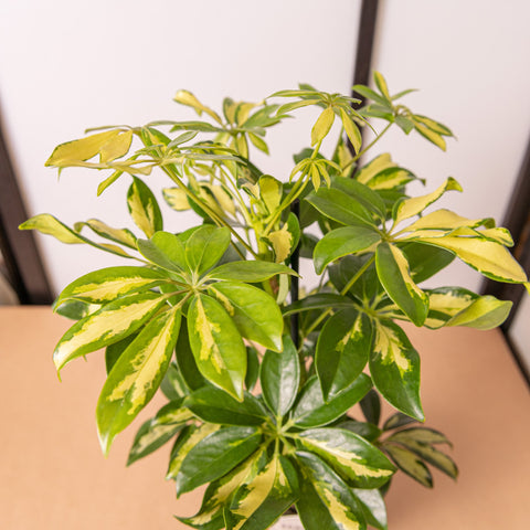 Simegarden Schefflera arboricola gerda