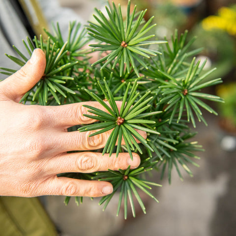 Simegarden Sciadopitys verticillata 19 cm