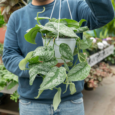 Simegarden Scindapsus trebie 20 cm