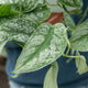 Simegarden Scindapsus trebie