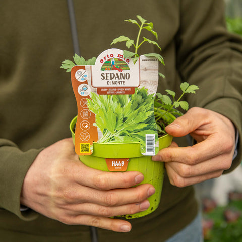 Simegarden Sedano di monte 14 cm