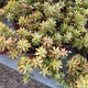 Simegarden Sedum adolphii 15 cm