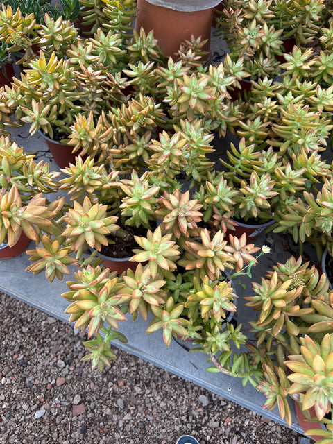 Simegarden Sedum adolphii 15 cm