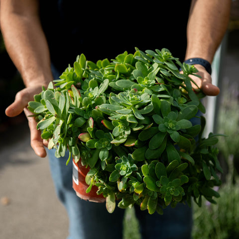 Simegarden Sedum palmeri 15 cm