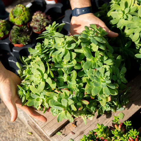 Simegarden Sedum palmeri 15 cm