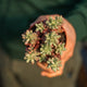 Simegarden Sedum rubrotinctum aurora 8.5 cm