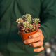 Simegarden Sedum rubrotinctum aurora 8.5 cm