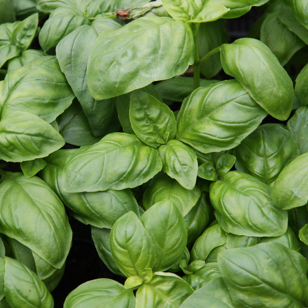 Semi Basilico italiano classico – Simegarden
