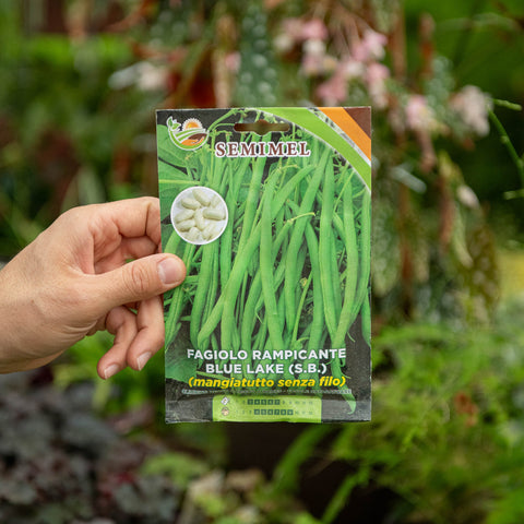 Simegarden Semi di fagiolo rampicante