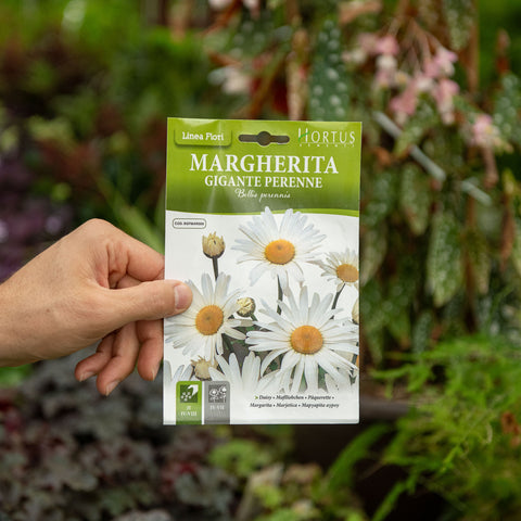 Simegarden Semi di margherita gigante