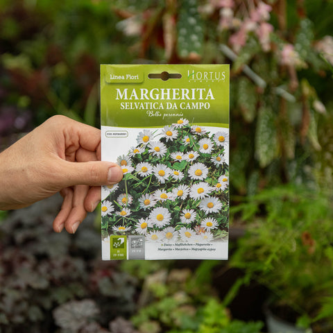Simegarden Semi di margherita selvatica gialla