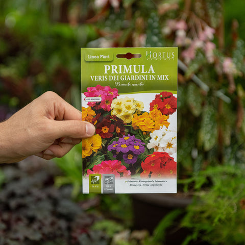 Simegarden Semi di primula