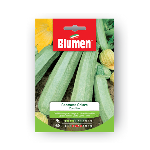 Simegarden Semi di zucchino Genovese