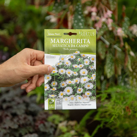 Simegarden Semi Margherita comune