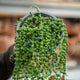 Simegarden Senecio rowleyanus 13 cm / 20+ cm