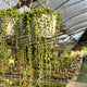 Simegarden Senecio rowleyanus 14 cm / 70+ cm