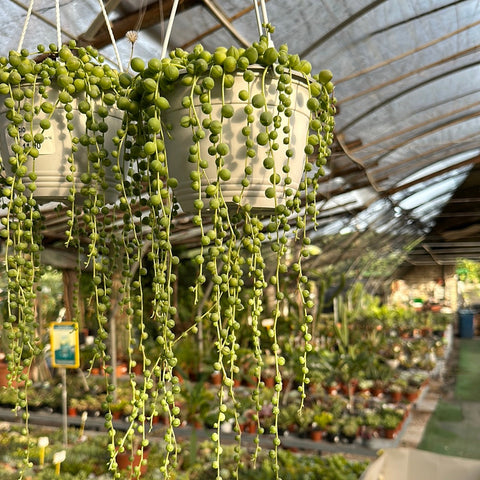 Simegarden Senecio rowleyanus 14 cm / 70+ cm