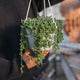 Simegarden Senecio rowleyanus 17 cm / Corta