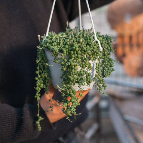 Simegarden Senecio rowleyanus 17 cm / Corta