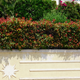 Simegarden Siepe Photinia
