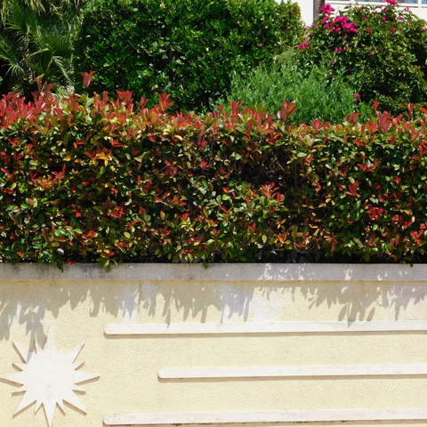 Simegarden Siepe Photinia