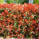Simegarden Siepe Photinia