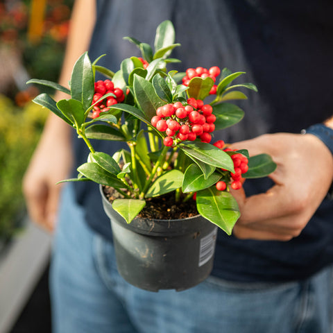 Simegarden Skimmia japonica reevesiana