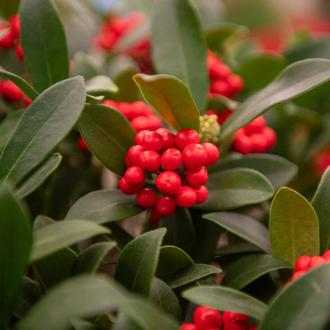 Simegarden Skimmia japonica reevesiana 17 cm