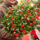 Simegarden Skimmia japonica reevesiana 17 cm