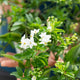 Simegarden Solanum jasminoides 14 cm