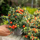 Simegarden Solanum pseudocapsicum
