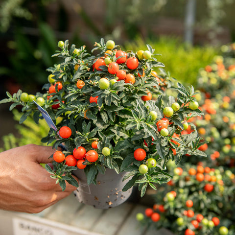 Simegarden Solanum pseudocapsicum
