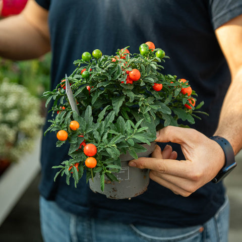 Simegarden Solanum pseudocapsicum 14 cm