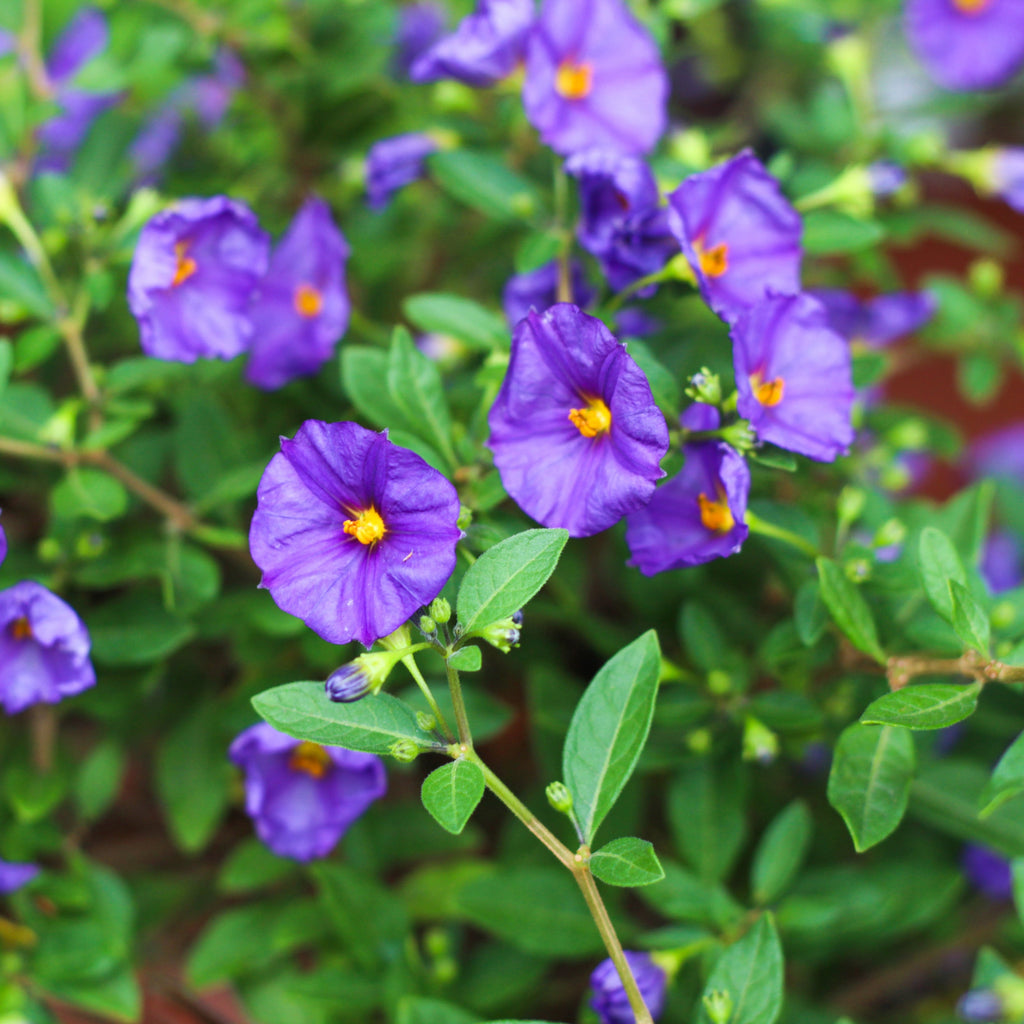 Solanum rantonetti (Lycianthes rantonnetii) – Simegarden
