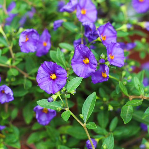 Simegarden Solanum rantonetti 17 cm