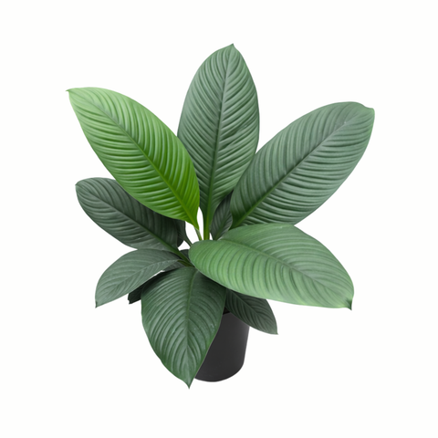 Simegarden Spathiphyllum sensation 21 cm - PROMO