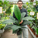 Simegarden Spathiphyllum sensation 21 cm - PROMO