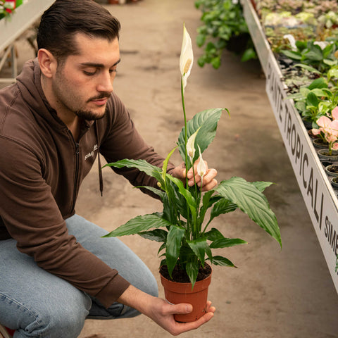 Simegarden Spathiphyllum wallisii 13 cm