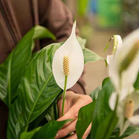 Simegarden Spathiphyllum wallisii