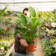 Simegarden Spathiphyllum wallisii
