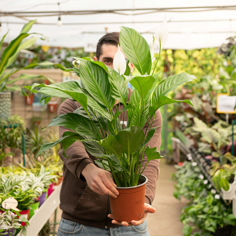 Simegarden Spathiphyllum wallisii