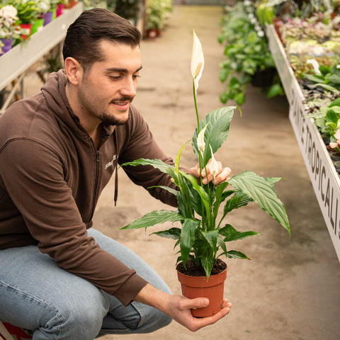 Simegarden Spathiphyllum wallisii