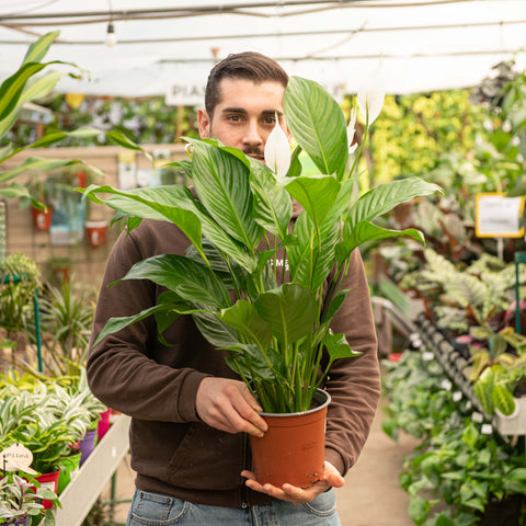 Simegarden Spathiphyllum wallisii