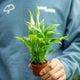 Simegarden Spathiphyllum wallisii 6.5 cm