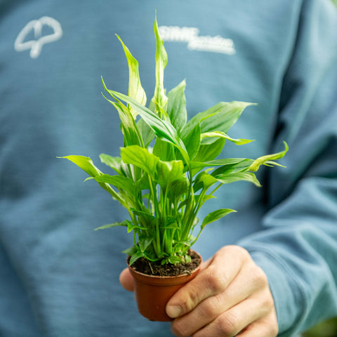 Simegarden Spathiphyllum wallisii 6.5 cm